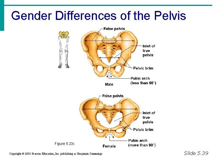 Gender Differences of the Pelvis Figure 5. 23 c Copyright © 2003 Pearson Education,