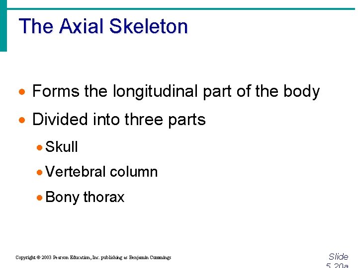 The Axial Skeleton · Forms the longitudinal part of the body · Divided into