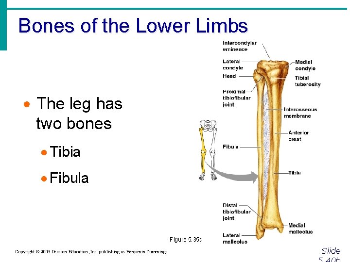 Bones of the Lower Limbs · The leg has two bones · Tibia ·