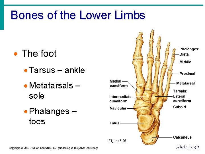 Bones of the Lower Limbs · The foot · Tarsus – ankle · Metatarsals