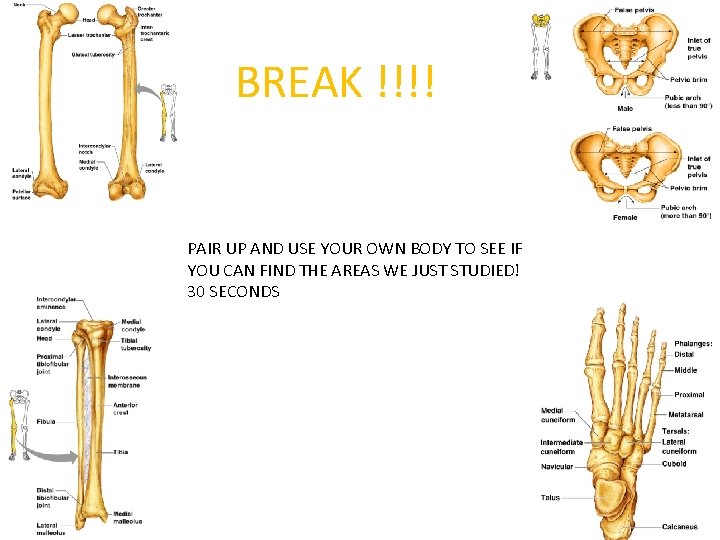 BREAK !!!! PAIR UP AND USE YOUR OWN BODY TO SEE IF YOU CAN