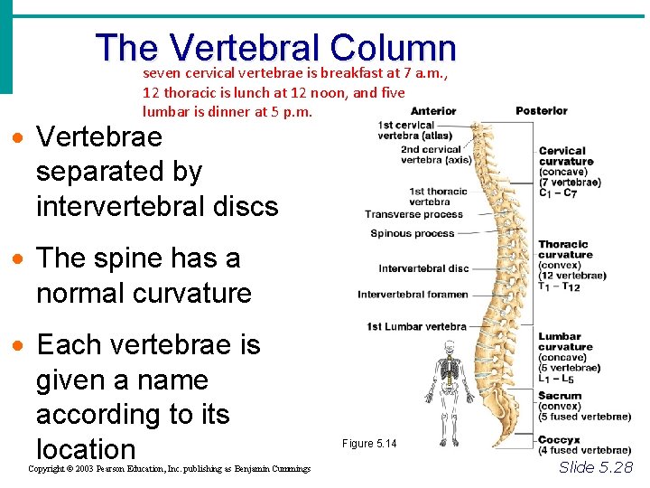 Theseven. Vertebral Column cervical vertebrae is breakfast at 7 a. m. , 12 thoracic