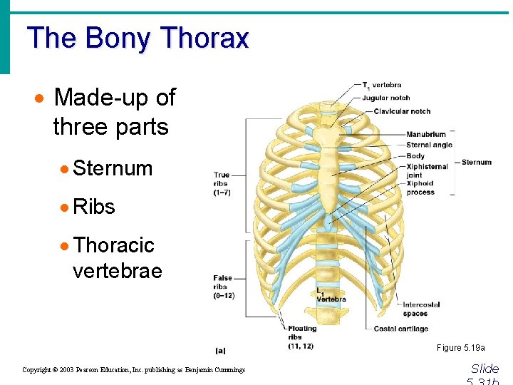 The Bony Thorax · Made-up of three parts · Sternum · Ribs · Thoracic