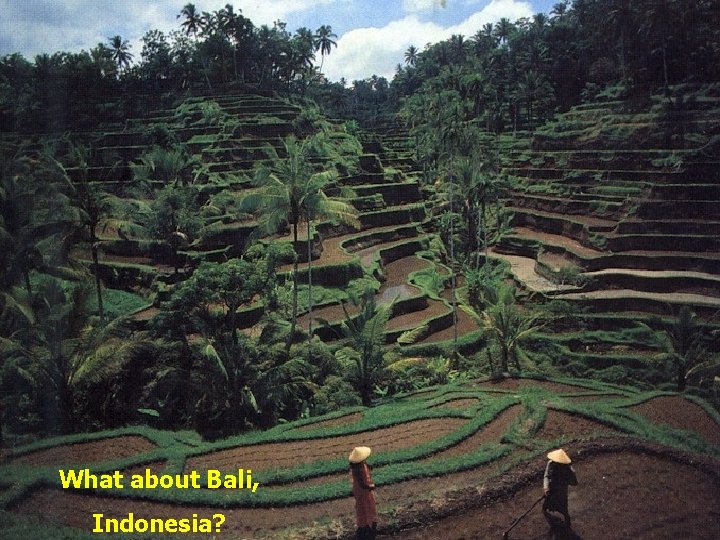 What about Bali, Indonesia? 