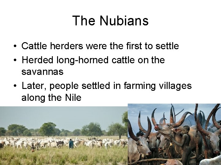 The Nubians • Cattle herders were the first to settle • Herded long-horned cattle The Nubians • Cattle herders were the first to settle • Herded long-horned cattle