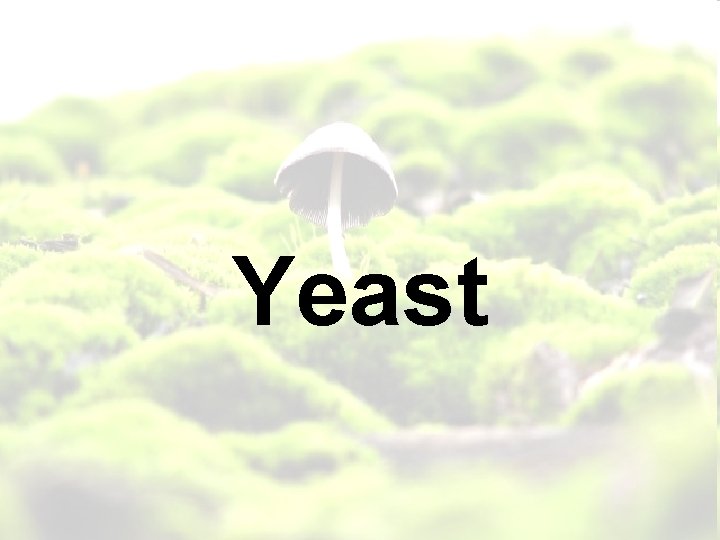 Yeast 