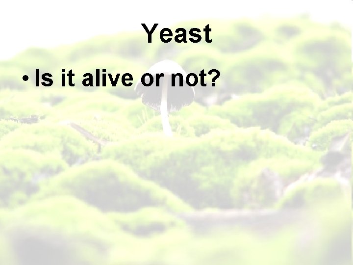 Yeast • Is it alive or not? 