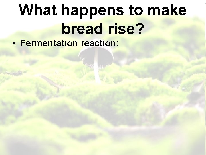What happens to make bread rise? • Fermentation reaction: 