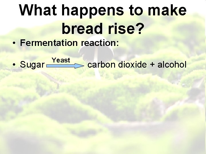 What happens to make bread rise? • Fermentation reaction: • Sugar Yeast carbon dioxide