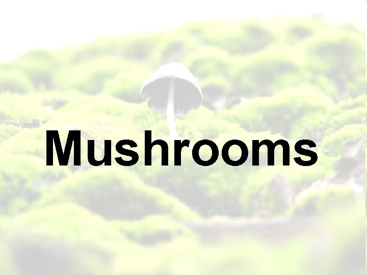 Mushrooms 