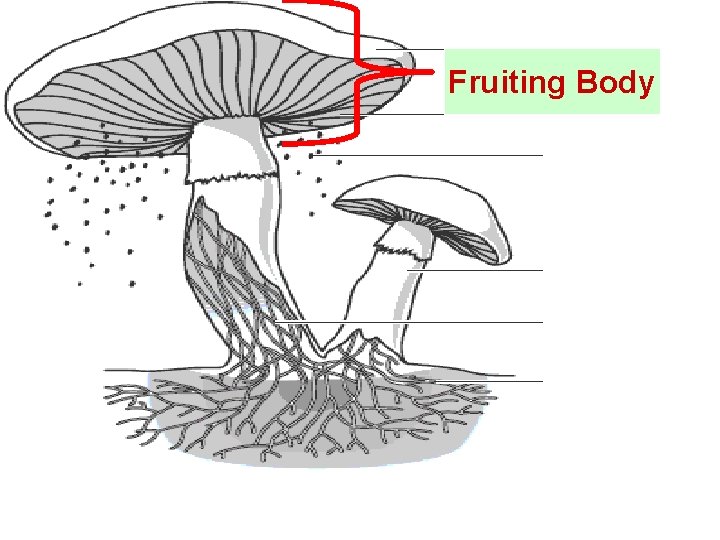 Fruiting Body 