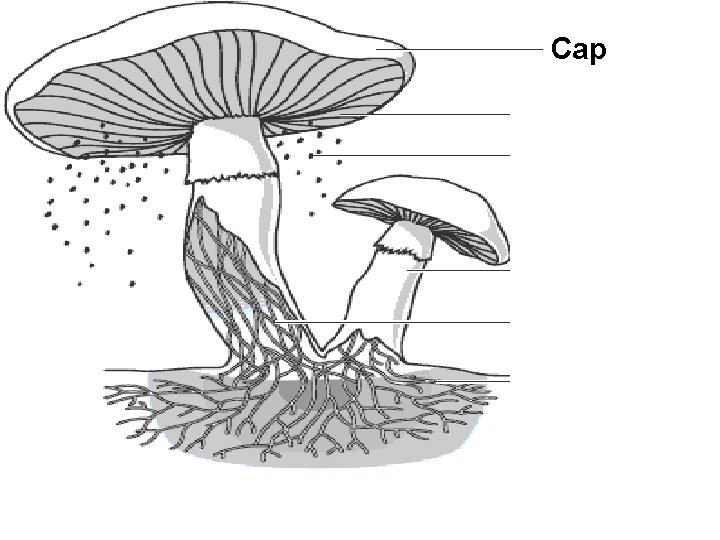 Cap Gills Spores Stalk Hyphae Tubes Underground Hyphae Tubes 
