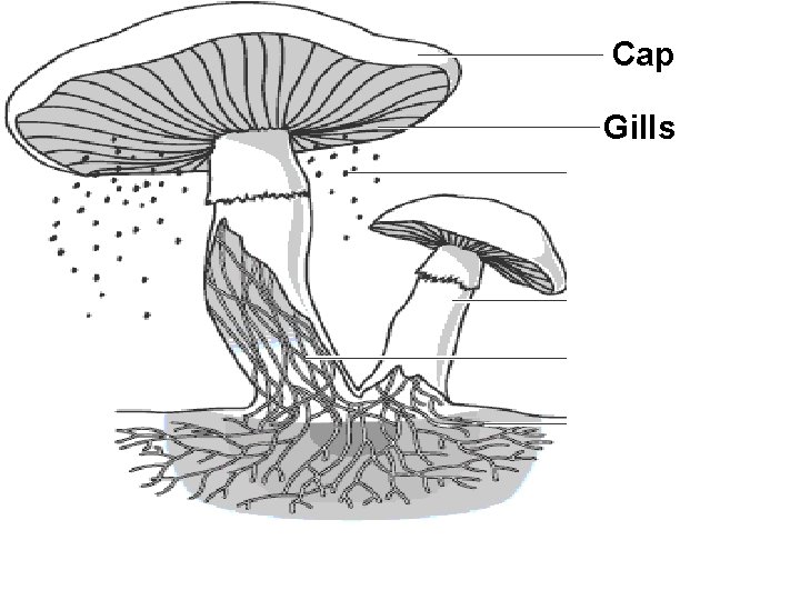 Cap Gills Spores Stalk Hyphae Tubes Underground Hyphae Tubes 