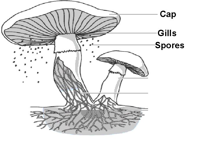 Cap Gills Spores Stalk Hyphae Tubes Underground Hyphae Tubes 