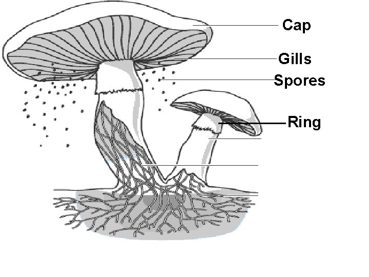 Cap Gills Spores Ring Stalk Hyphae Tubes Underground Hyphae Tubes 