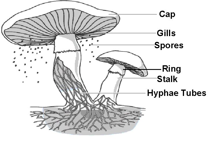 Cap Gills Spores Ring Stalk Hyphae Tubes Underground Hyphae Tubes 