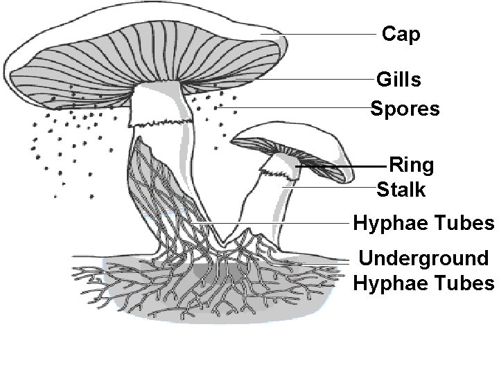 Cap Gills Spores Ring Stalk Hyphae Tubes Underground Hyphae Tubes 
