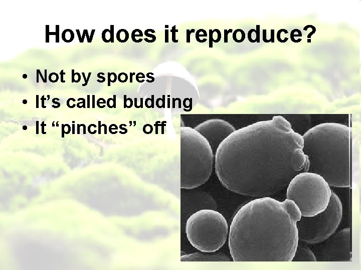 How does it reproduce? • Not by spores • It’s called budding • It
