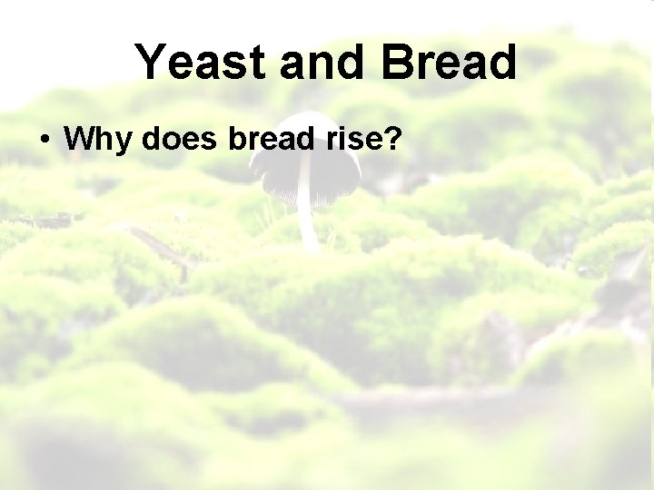 Yeast and Bread • Why does bread rise? 