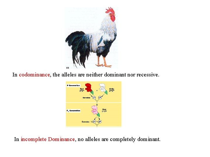 In codominance, the alleles are neither dominant nor recessive. In incomplete Dominance, no alleles