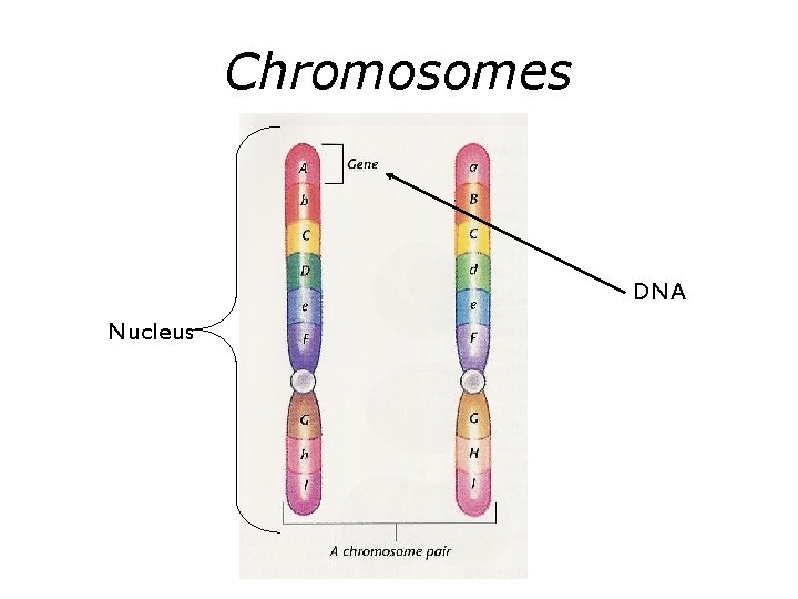 Chromosomes DNA Nucleus 