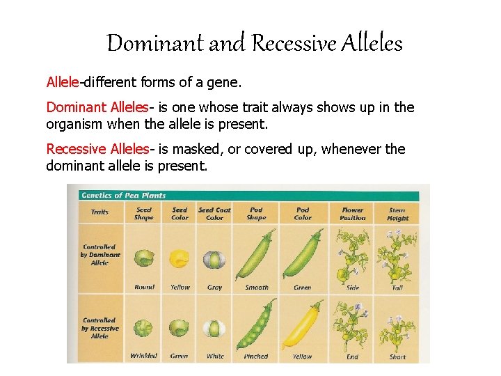 Dominant and Recessive Alleles Allele-different forms of a gene. Dominant Alleles- is one whose