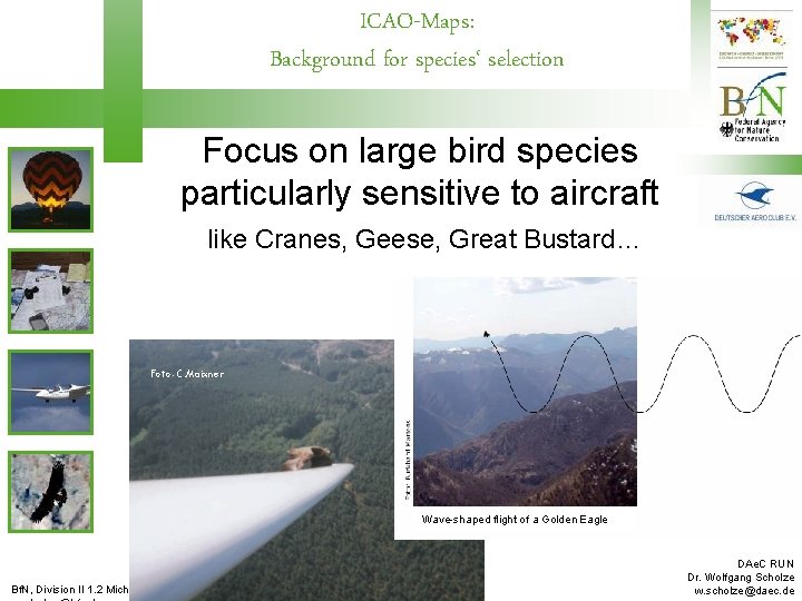 ICAO-Maps: Background for species‘ selection Focus on large bird species particularly sensitive to aircraft