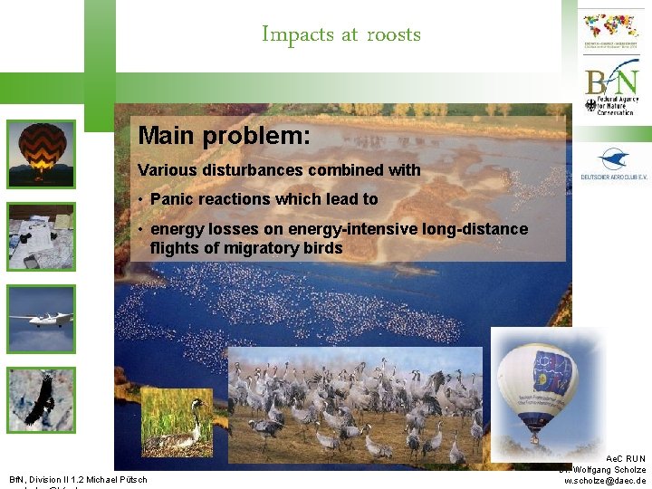 Impacts at roosts Main problem: Various disturbances combined with • Panic reactions which lead
