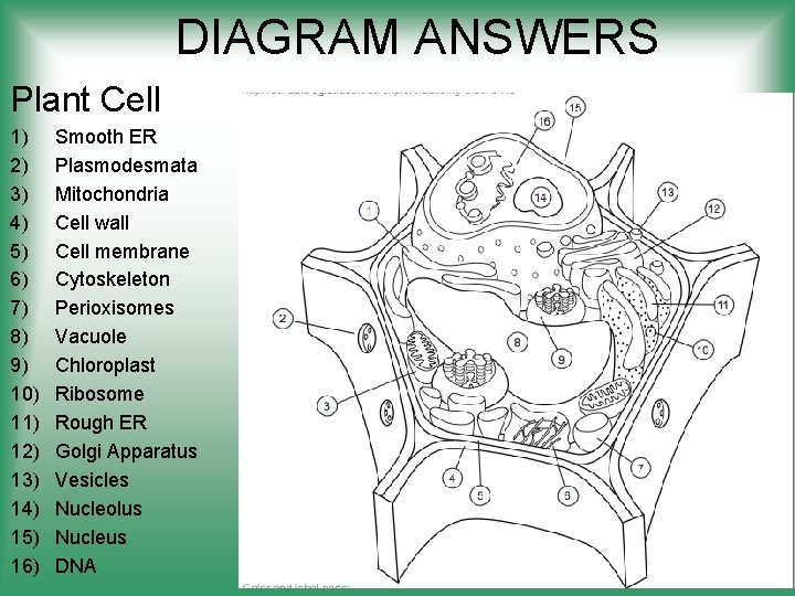 DIAGRAM ANSWERS Plant Cell 1) 2) 3) 4) 5) 6) 7) 8) 9) 10)