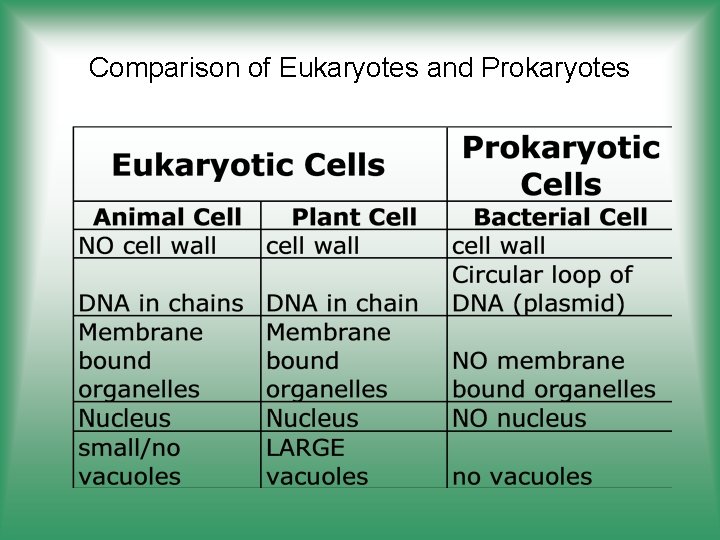 Comparison of Eukaryotes and Prokaryotes 