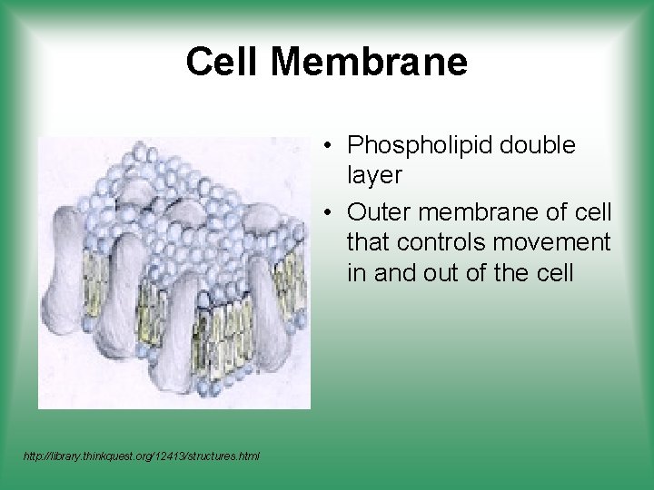 Cell Membrane • Phospholipid double layer • Outer membrane of cell that controls movement
