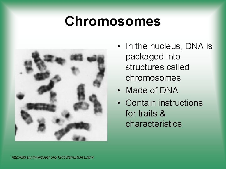 Chromosomes • In the nucleus, DNA is packaged into structures called chromosomes • Made