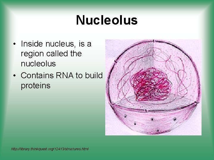 Nucleolus • Inside nucleus, is a region called the nucleolus • Contains RNA to