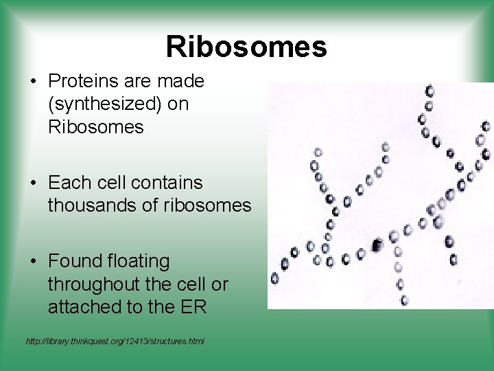 Ribosomes • Proteins are made (synthesized) on Ribosomes • Each cell contains thousands of