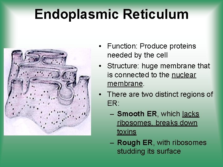 Endoplasmic Reticulum • Function: Produce proteins needed by the cell • Structure: huge membrane