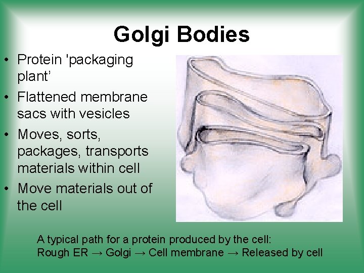 Golgi Bodies • Protein 'packaging plant’ • Flattened membrane sacs with vesicles • Moves,
