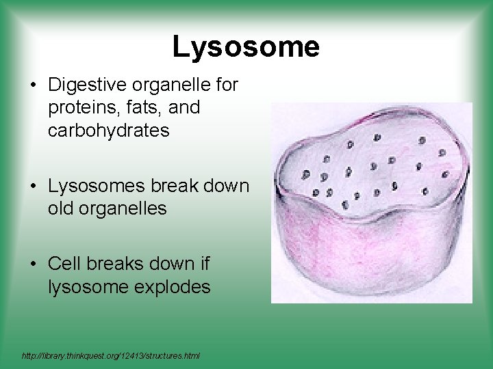 Lysosome • Digestive organelle for proteins, fats, and carbohydrates • Lysosomes break down old