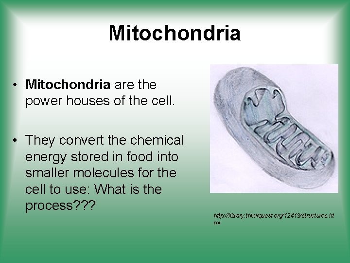 Mitochondria • Mitochondria are the power houses of the cell. • They convert the