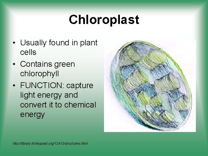 Chloroplast • Usually found in plant cells • Contains green chlorophyll • FUNCTION: capture