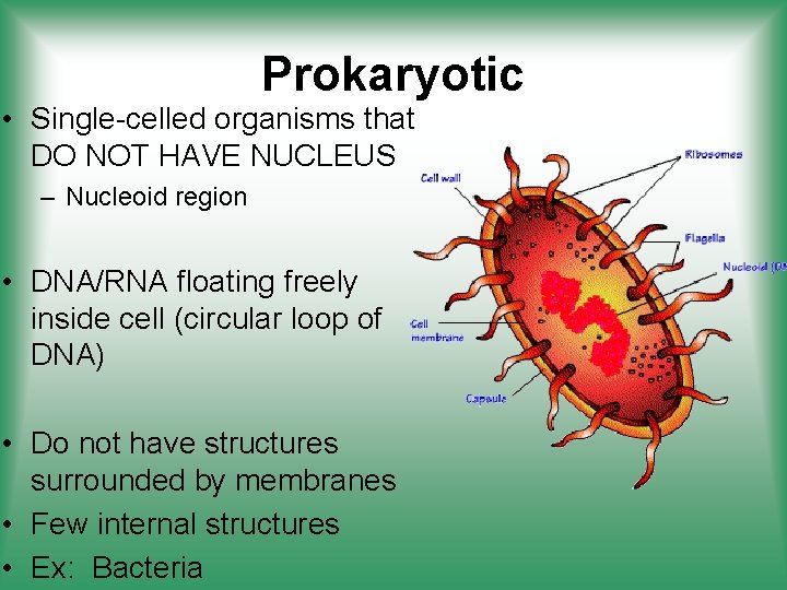 Prokaryotic • Single-celled organisms that DO NOT HAVE NUCLEUS – Nucleoid region • DNA/RNA