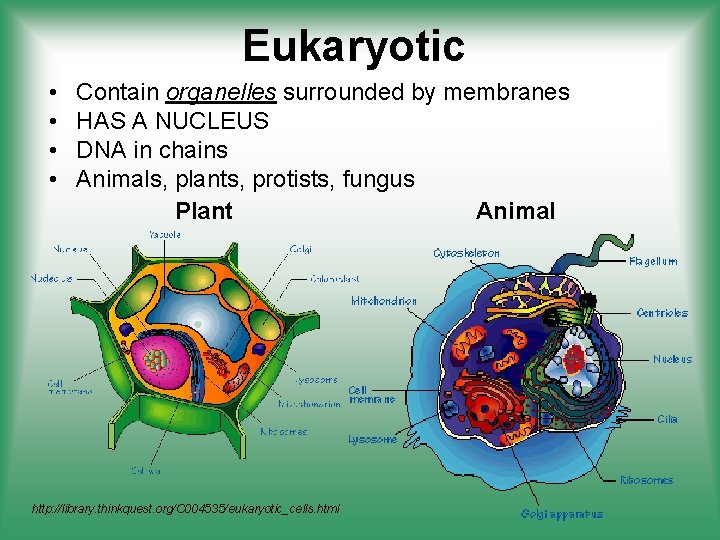 Eukaryotic • • Contain organelles surrounded by membranes HAS A NUCLEUS DNA in chains