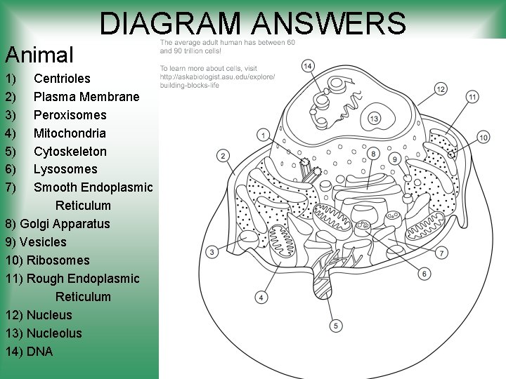 DIAGRAM ANSWERS Animal 1) 2) 3) 4) 5) 6) 7) Centrioles Plasma Membrane Peroxisomes