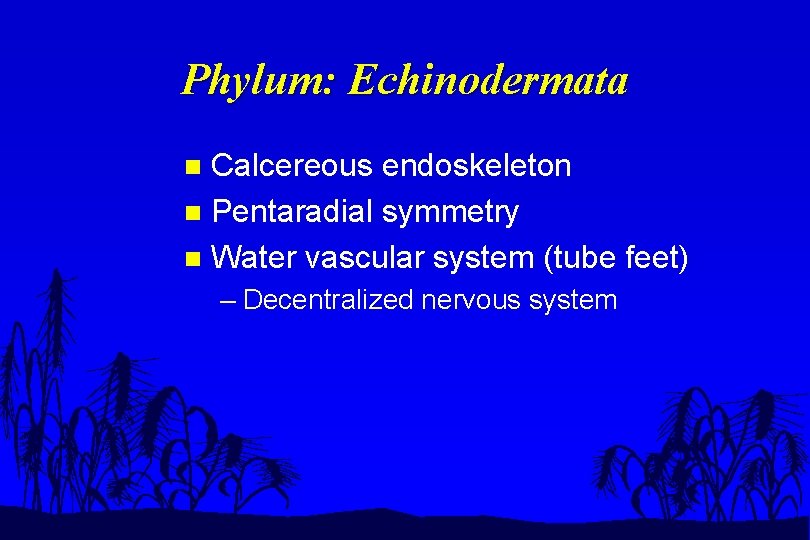 Phylum: Echinodermata Calcereous endoskeleton n Pentaradial symmetry n Water vascular system (tube feet) n