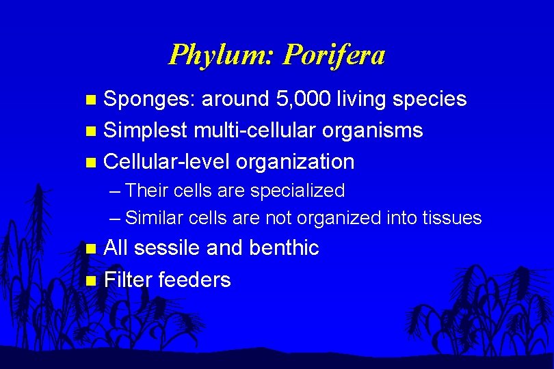 Phylum: Porifera Sponges: around 5, 000 living species n Simplest multi-cellular organisms n Cellular-level