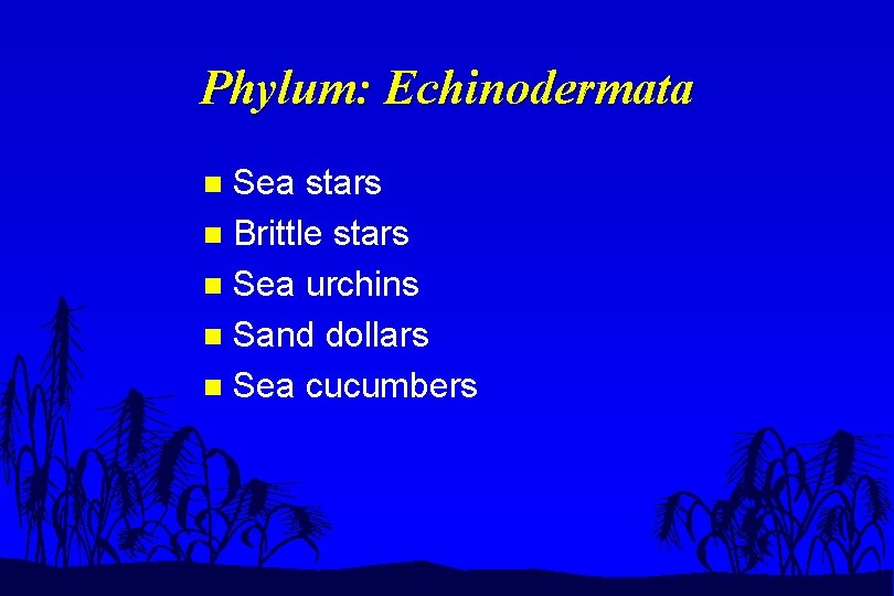 Phylum: Echinodermata Sea stars n Brittle stars n Sea urchins n Sand dollars n