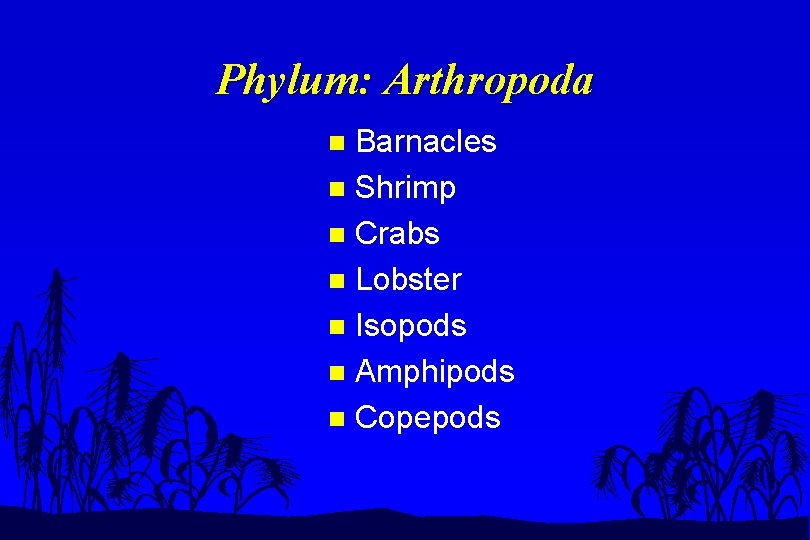 Phylum: Arthropoda Barnacles n Shrimp n Crabs n Lobster n Isopods n Amphipods n