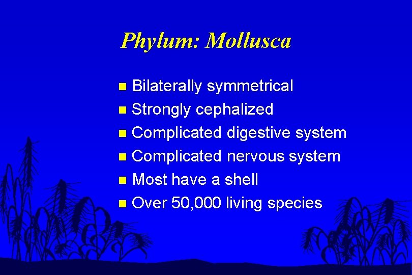 Phylum: Mollusca Bilaterally symmetrical n Strongly cephalized n Complicated digestive system n Complicated nervous