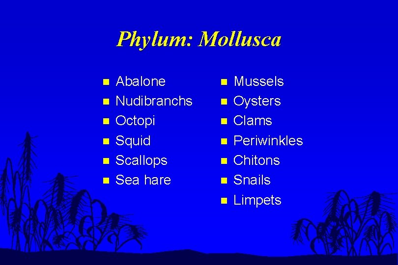 Phylum: Mollusca n n n Abalone Nudibranchs Octopi Squid Scallops Sea hare n n