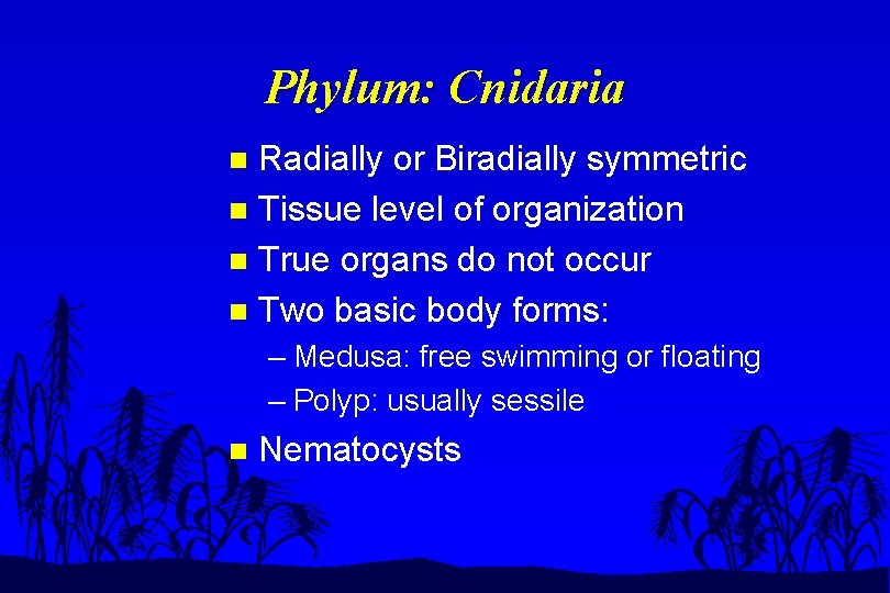 Phylum: Cnidaria Radially or Biradially symmetric n Tissue level of organization n True organs