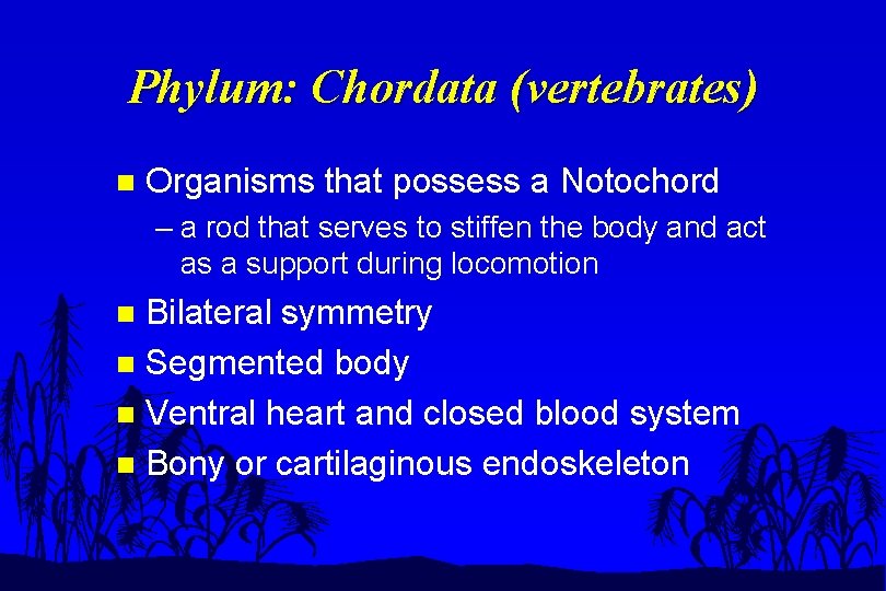Phylum: Chordata (vertebrates) n Organisms that possess a Notochord – a rod that serves